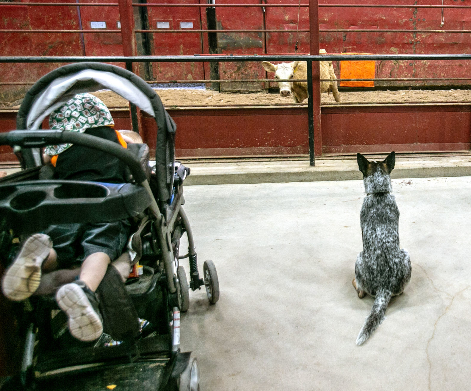 Cattle auction